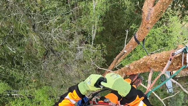 Каблинг: установка системы укрепления деревьев на стволе (обучающее видео) смотреть онлайн