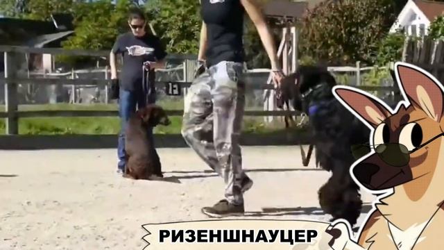 ТОП 10 САМЫХ ЛУЧШИХ СТОРОЖЕВЫХ СОБАК ДЛЯ ЧАСТНОГО ДОМА! | ТЕЛЕГРАММ В ОПИСАНИИ | К р у т о й П Ё С смотреть онлайн