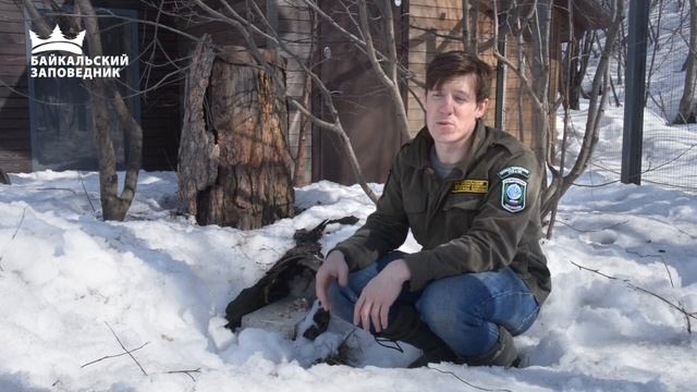 Баргузинский соболь смотреть онлайн