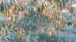 персик выращенный из косточки, вся правда о качестве персика