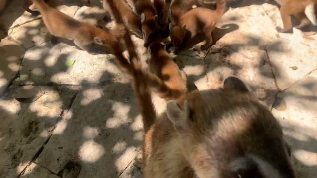 Tour of Catalonia Royal Tulum!! Top rated all inclusive resort. Cancun, Tulum, Quintana Roo Mexico. смотреть онлайн