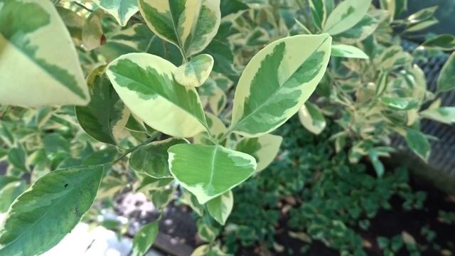 Citrofortunella microcarpa (Bunge.) Wijnands. (kalamondin) смотреть онлайн