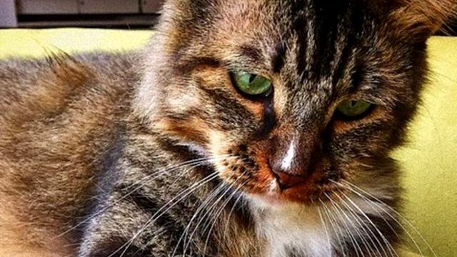 Кошка Продолжает Приносить Деньги, Поэтому Мужчина Устанавливает Камеру И Видит Это смотреть онлайн