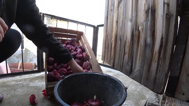 Посадка Ялтинского лука на семена. Сезон 2020.Лук в парнике. смотреть онлайн