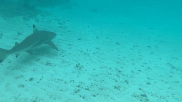 Мальдивы. Рай на земле? Мале. Атоллы смотреть онлайн