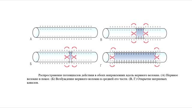 Лекция 3. 2. Потенциал покоя. Потенциал действия. Нормальная физиология смотреть онлайн