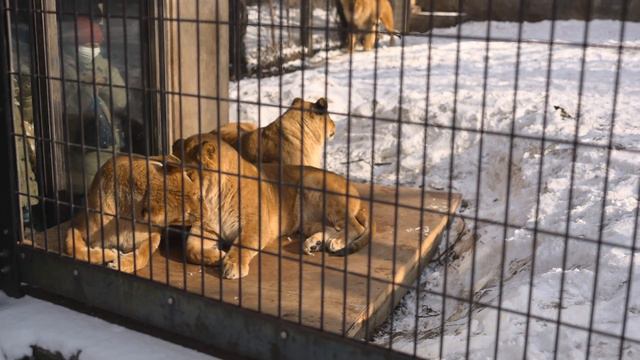 No3 オリトのマウント教育　旭山動物園ライオンファミリー　午後の休日 смотреть онлайн