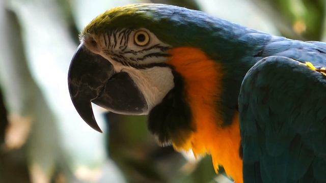 Самые умные и любопытные птицы | Все о попугаях смотреть онлайн