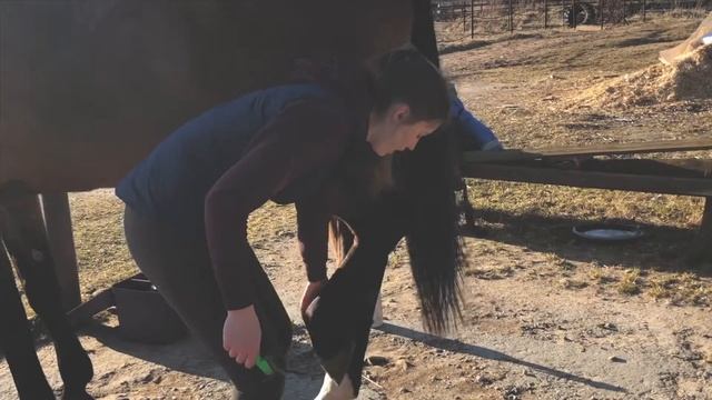 ✨Урок третий?Как чистить лошадь? Виды щёток? смотреть онлайн