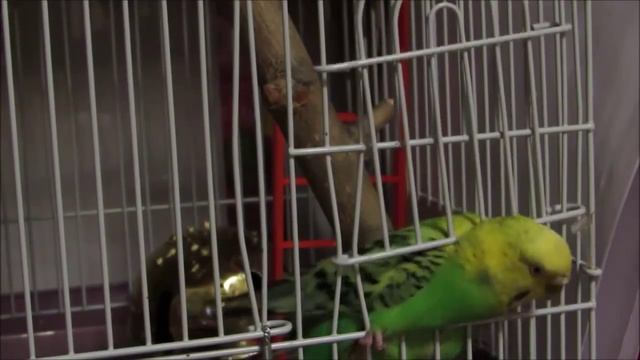 Первые дни дома.Что нужно знать? #Волнистый #попугай #уроки по уходу и содержанию смотреть онлайн