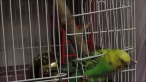 Первые дни дома.Что нужно знать? #Волнистый #попугай #уроки по уходу и содержанию