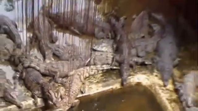 Крокодиловая ферма. Палаван. Филиппины..mpg смотреть онлайн