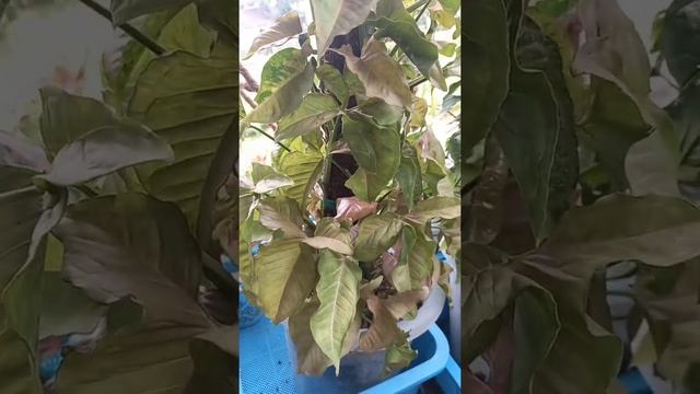 syngonium pink spot manjat turus semeter #syngoniumpinkspot смотреть онлайн