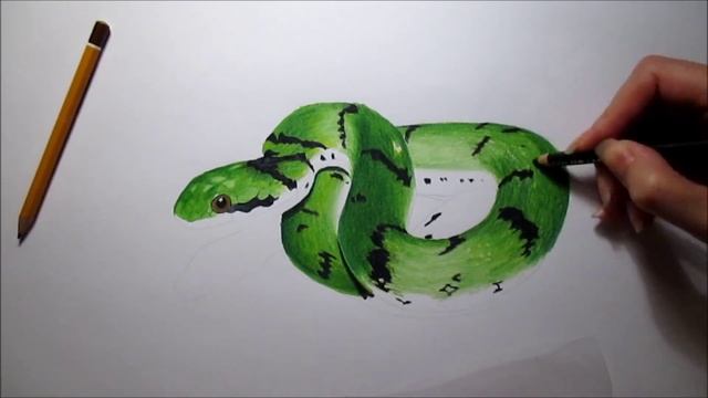 3D Colored Pencil Drawing: Cute Green Snake - Speed Draw | Jasmina Susak смотреть онлайн