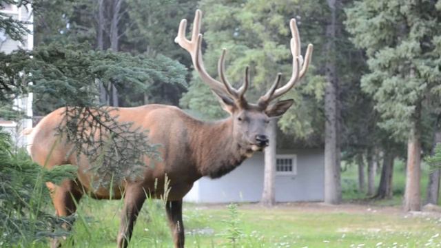Spotted Elk in Banff, Canada смотреть онлайн