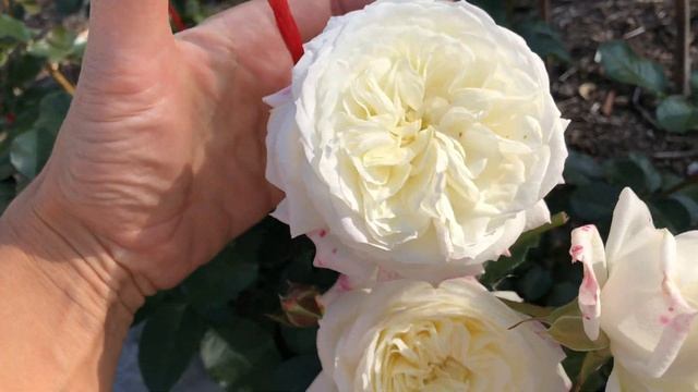 Роза Алабастер   Alabaster #РозаАлабастер