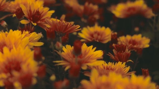 Стихи о Любви❤ до Мурашек! Красивые стихи смотреть онлайн