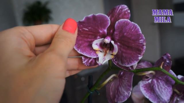 10 НОВЫХ ОРХИДЕЙ ЗА 50 РУБЛЕЙ/ 10 NEW ORCHIDS