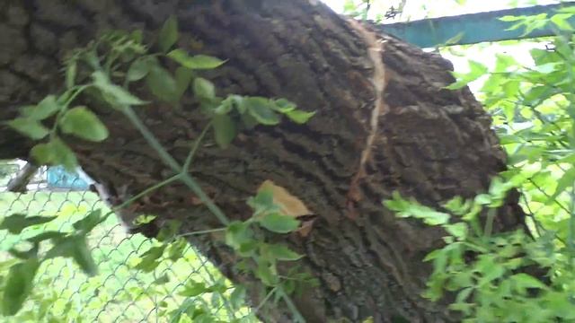 Деревья вросшие в забор, синергия 7 июля 2018 Харьков