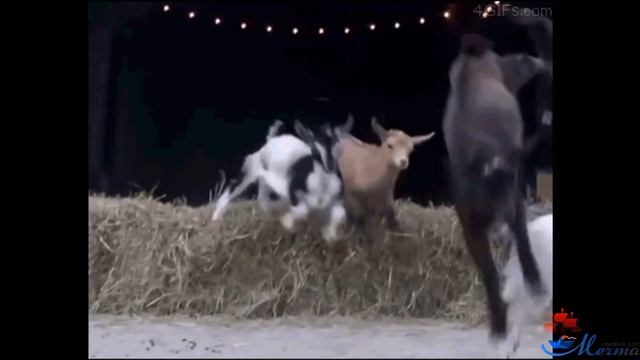 Домашние животные Презентация для детей Кто как говорит? смотреть онлайн