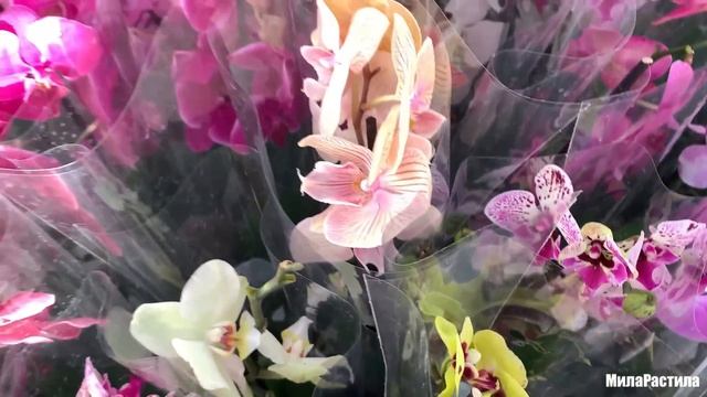 ОРХИДЕИ в ОБИ Пулково, СПБ. Мороз, солнце, прекрасные цветы! смотреть онлайн