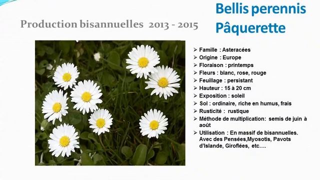 chaine de jardin: Bellis perennis Pâquerette. Plante bisannuelle смотреть онлайн
