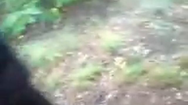 Кабырдак приехал..