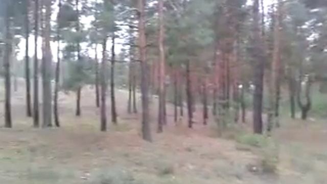 влог саврань лес попали на лужайку грибов зеленушек. понравилось подпишись смотреть онлайн