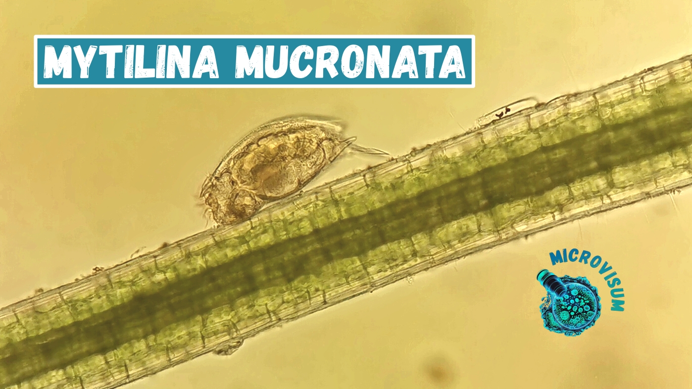 Коловратка пасётся на водорослях смотреть онлайн