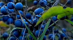 Посадите эти растения--насосы рядом с выгребной ямой,септиком и забудете о частой откачке.