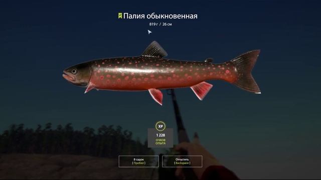 Русская рыбалка4 RF4,ладожское озеро сиг трофейный.неплохой фарм смотреть онлайн