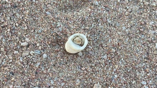 Камера Iphone 11 Pro Max