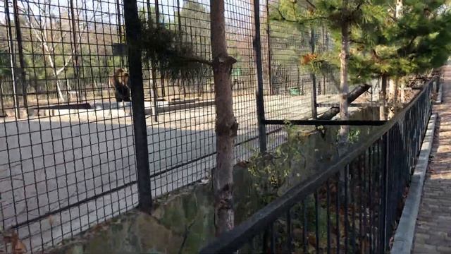 Милый гималайский мишка оценил конский щавель! Тайган Sweet Himalayan bear! Taigan смотреть онлайн