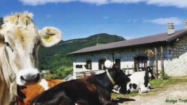 #Доломитовыеальпы #Отдыхгоры #Доломити #Ретрит #Альпы #Беллуно #Отдых #Италия #Гастротуры #Просекко смотреть онлайн