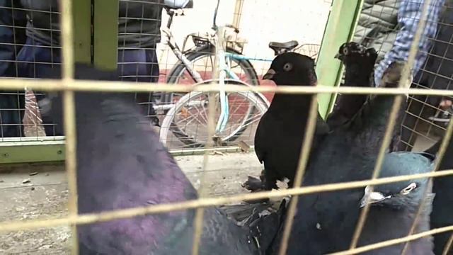 Andijon Soy Kabutar Bozor 11.02.2021 АНДИЖОН СОЙ КАБУТАР БОЗОР   ГОЛУБИНЫЙ РЫНОК УЗБЕКИСТАНА