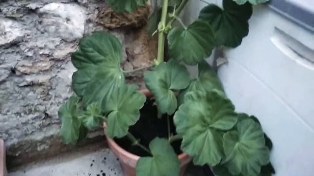 Hojas gigantes de Geranio antiguo смотреть онлайн