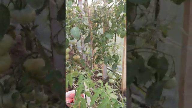 Мегагрон! Обзор томата.В видео ошиблась, назвала его Ниагус ? смотреть онлайн
