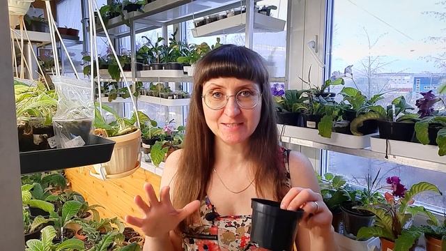 Пересадка стрептокарпуса после покупки