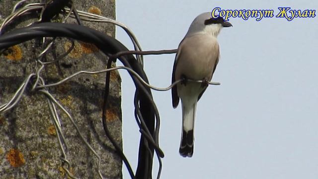 Птица Сорокопут жулан смотреть онлайн