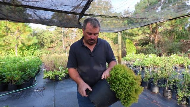 How to grow Rheingold Arborvitae (Thuja) with detailed description смотреть онлайн