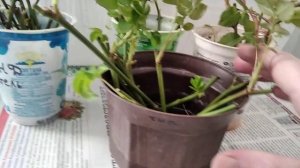 Приготовление корневина для черенков роз.