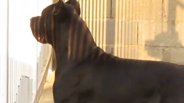 Cane Corso Groff... Protecting!!! смотреть онлайн