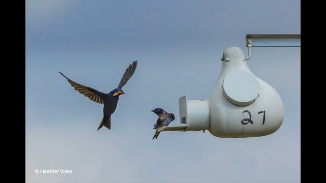 New! 65 Women Photographers Among the 2021 Top 250 in Share the View Int'l Nature Photo Contest смотреть онлайн