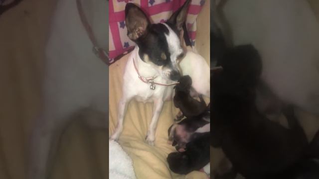 Чихуахуа родила! смотреть онлайн