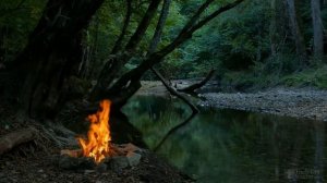 Георгины однолетние: когда сажать на рассаду?