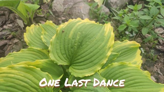 Хоста One Last Dance весной смотреть онлайн