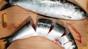 Волжская сельдь, что за рыба такая и почему её вылов строго запрещён?