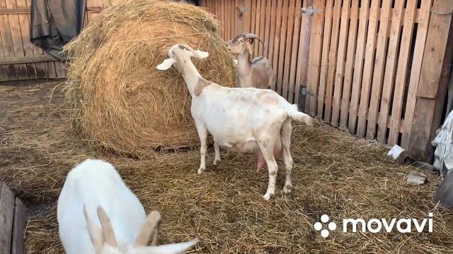 Немного о козах…немного о себе// смотреть онлайн