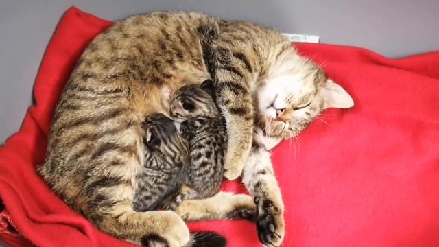 Кошка родила тигрят??? смотреть онлайн