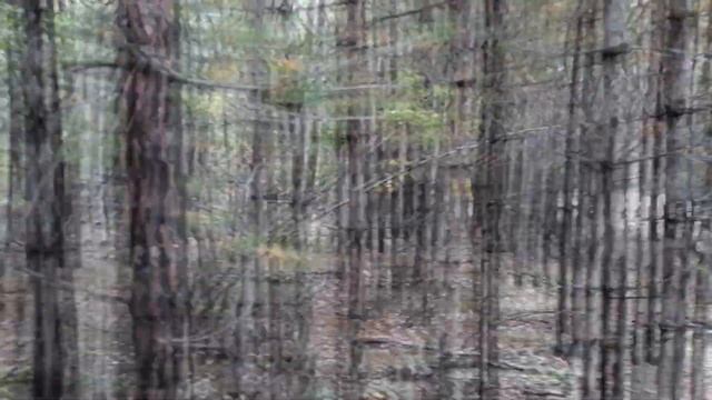 Осенние грибы рыжики г ЧИТА смотреть онлайн